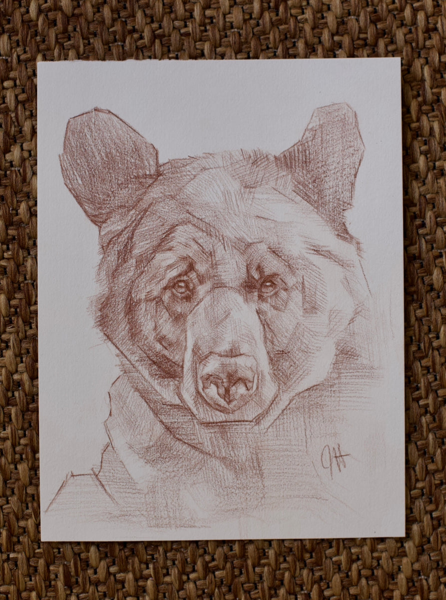 Grizzly Bear Illustration  Bear illustration, Bear art, Bear sketch